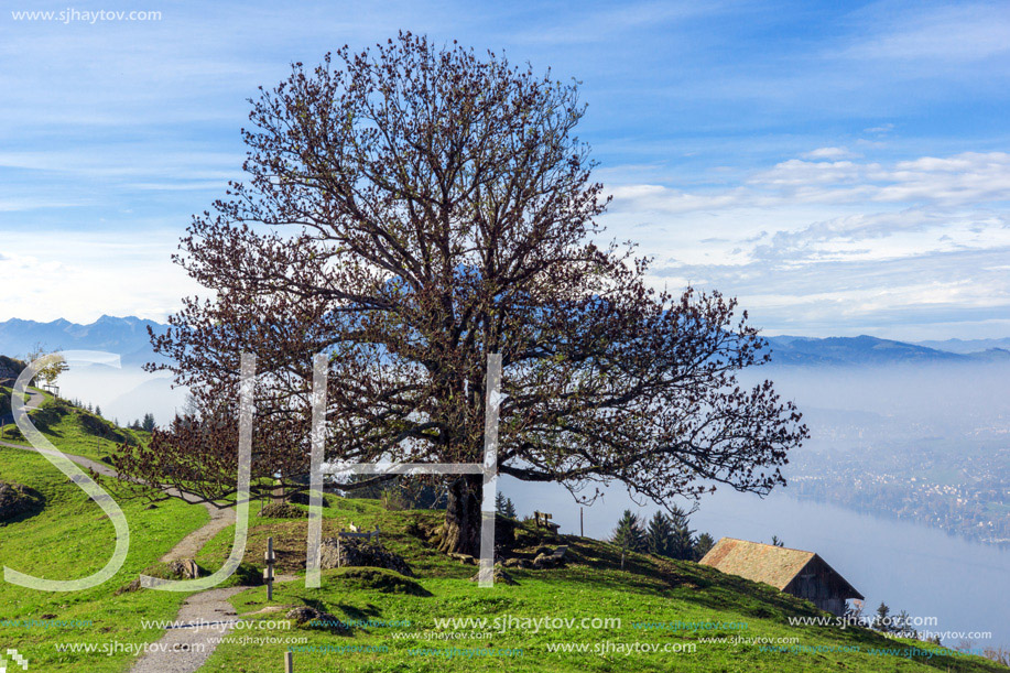 tree and blue sky near mount Rigi, Alps, Switzerland