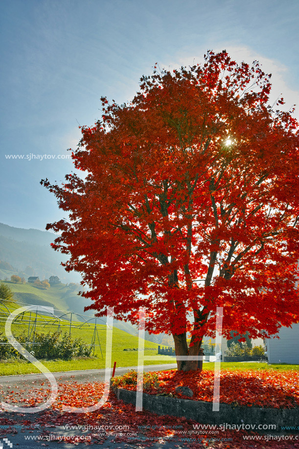 Amazing red Autumn tree near mount Rigi, Alps, Switzerland
