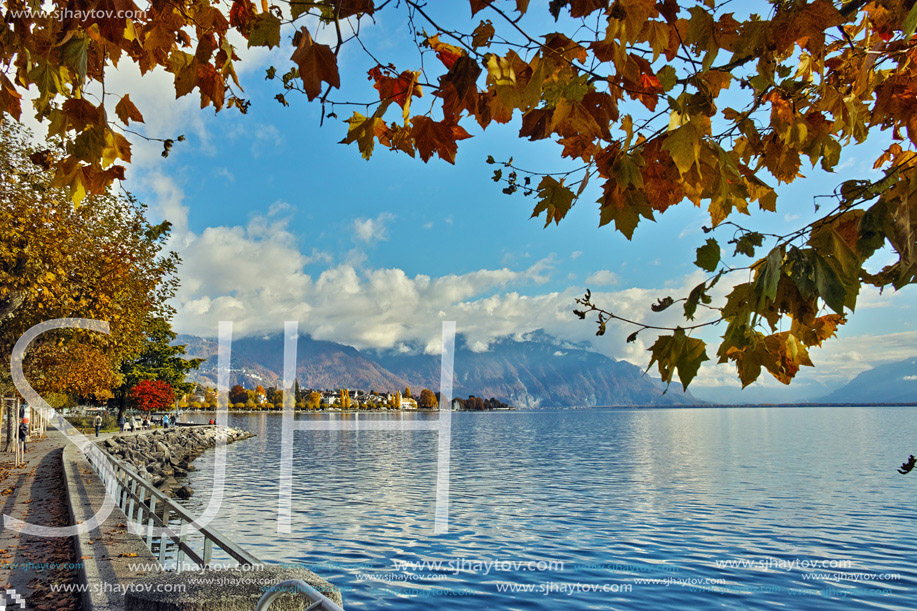 autumn tree in embankment of town of Vevey and Lake Geneva, canton of Vaud, Switzerland