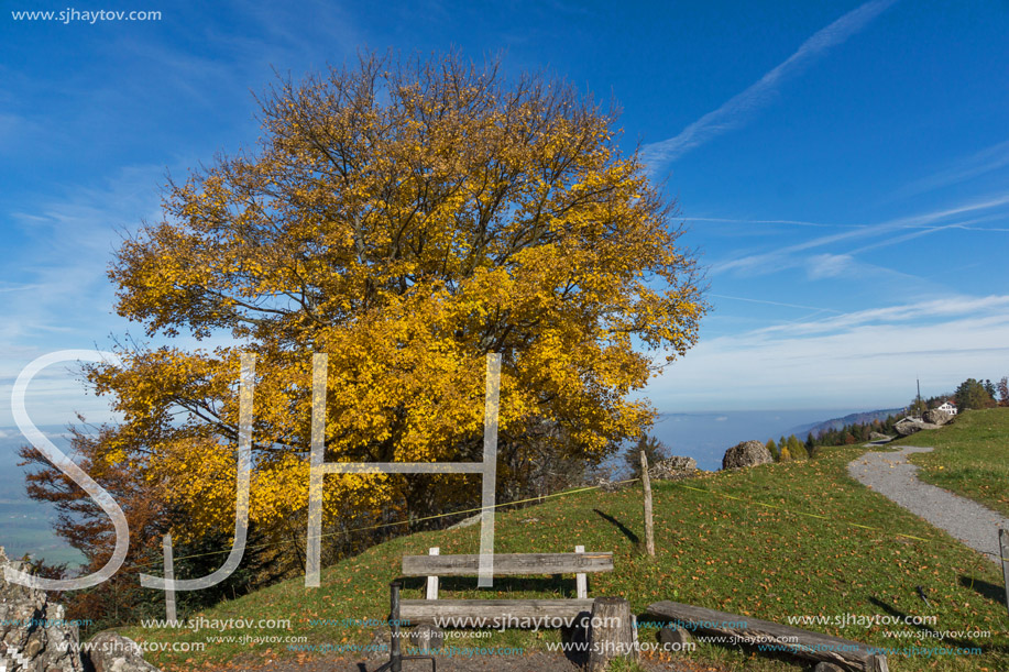 Autumn landscape with Yellow tree near mount Rigi, Alps, Switzerland