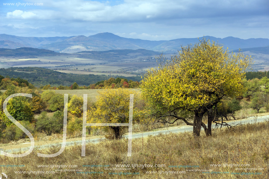 Yellow tree and Autumn view of Cherna Gora mountain, Pernik Region, Bulgaria