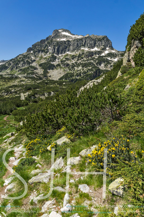 Amazing view with Dzhangal peak and Spring flowers in Pirin Mountain, Bulgaria