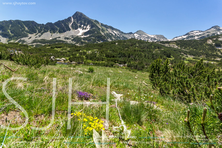 Amazing view with Sivrya peak and Spring flowers in Pirin Mountain, Bulgaria