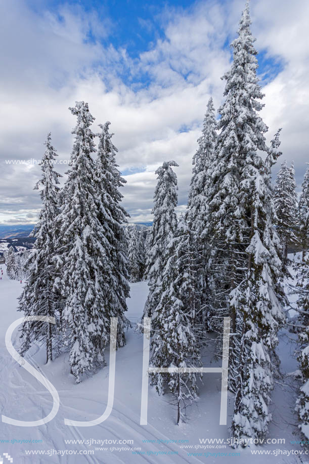 Winter landscape with Pines covered with snow in Rhodope Mountains near pamporovo resort, Smolyan Region, Bulgaria
