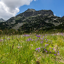 Pirin Mountain Landscape, Bulgaria