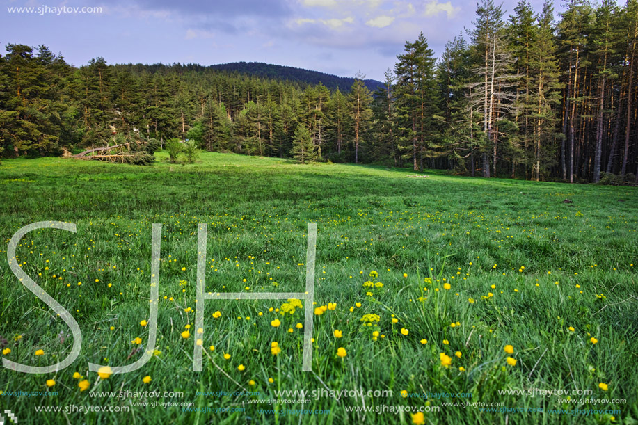 Green Forest Landscape in Rhodopes Mountain, Bulgaria