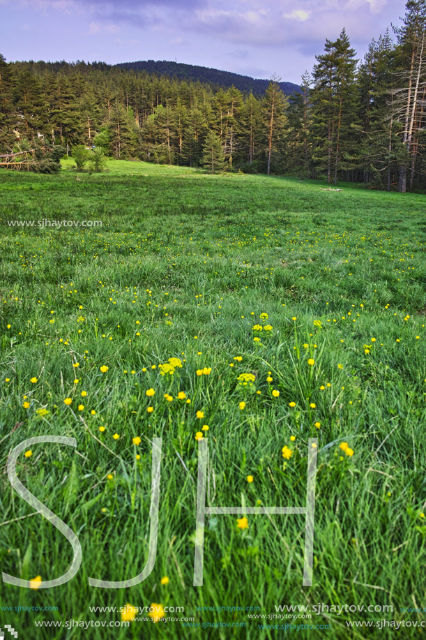 Green Forest Landscape in Rhodopes Mountain, Bulgaria