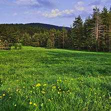 Green Forest Landscape in Rhodopes Mountain, Bulgaria