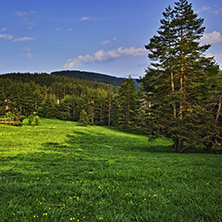 Green Forest Landscape in Rhodopes Mountain, Bulgaria