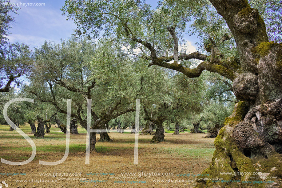 Landscape of Olive forest at Zakynthos island, Greece