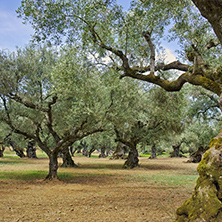 Landscape of Olive forest at Zakynthos island, Greece