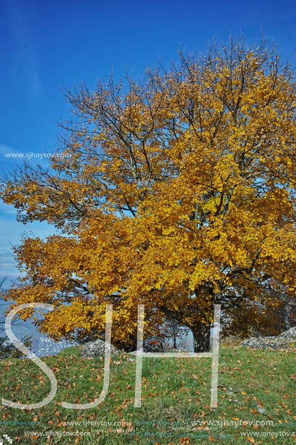 Yellow tree near mount Rigi, Alps, Switzerland