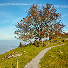 Autumn tree and amazing panorama to Lake Lucerne, Alps, Switzerland