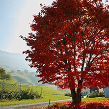 Amazing red Autumn tree near mount Rigi, Alps, Switzerland