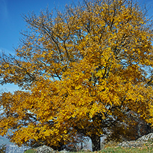 Yellow tree near mount Rigi, Alps, Switzerland