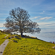 Autumn tree near mount Rigi, Alps, Switzerland