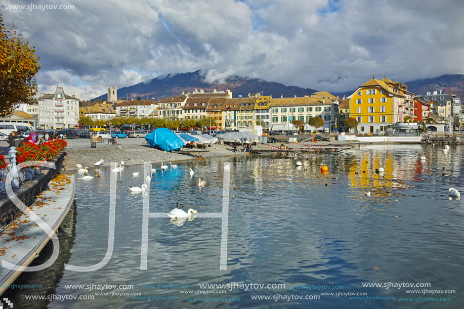 Swans swimming in Lake Geneva, town of Vevey, canton of Vaud, Switzerland