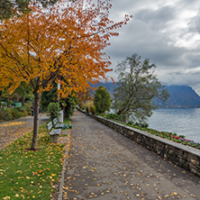 Yellow tree on Lake Geneva in Montreux, canton of Vaud, Switzerland