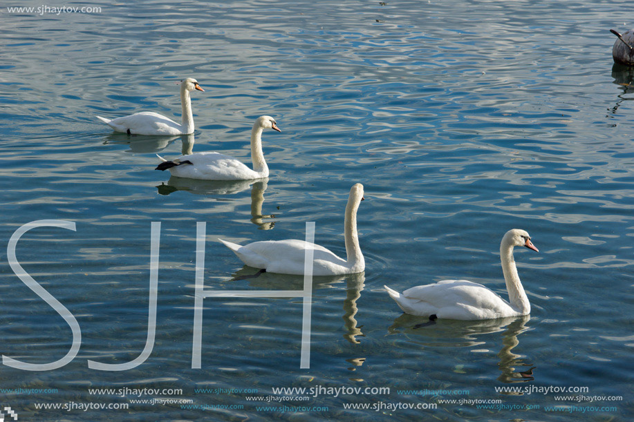 Swans swimming in Lake Geneva, Vevey, canton of Vaud, Switzerland