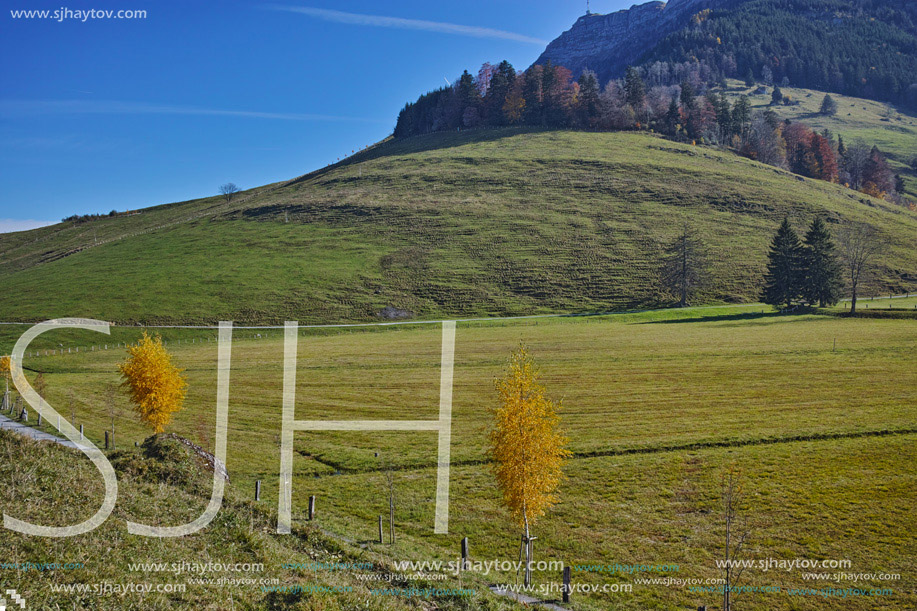 Small Autumn trees and mount Rigi, Alps, Switzerland