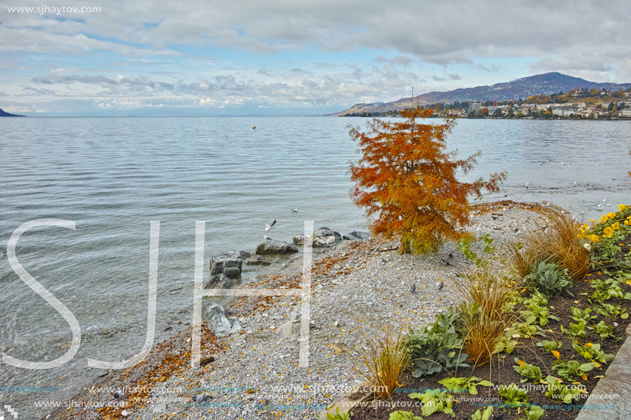 Red tree on Lake Geneva in Montreux, canton of Vaud, Switzerland