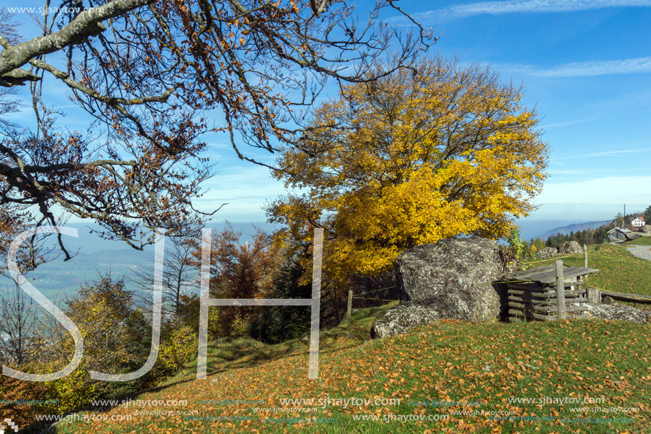 Yellow tree near mount Rigi, Alps, Switzerland