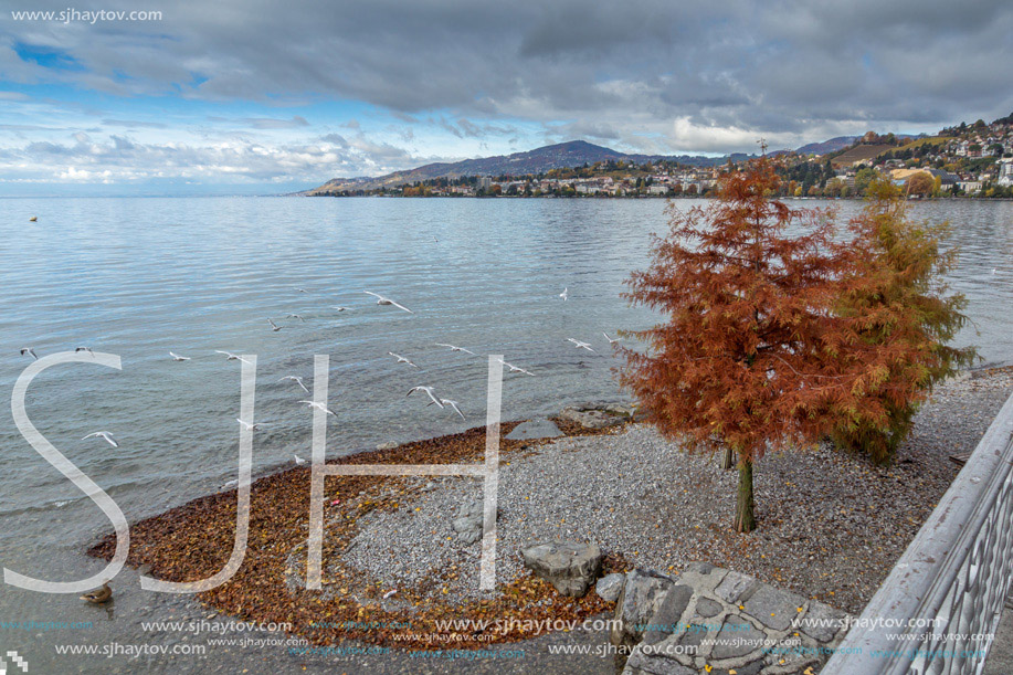 Red tree on Lake Geneva in Montreux, canton of Vaud, Switzerland