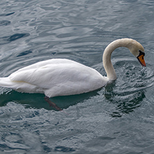 swan swimming in Lake Geneva, Montreux, canton of Vaud, Switzerland
