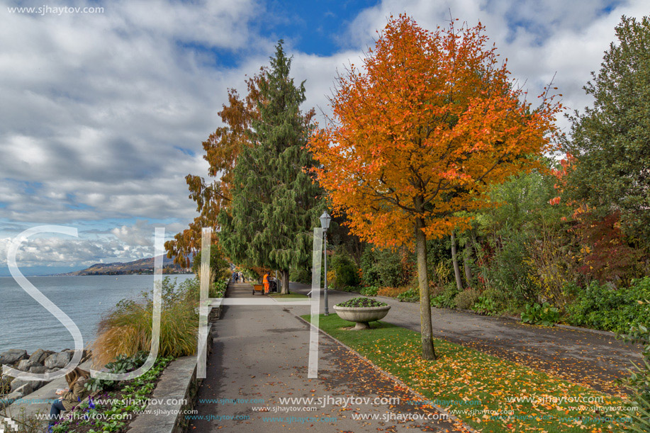 Yellow tree on Lake Geneva in Montreux, canton of Vaud, Switzerland