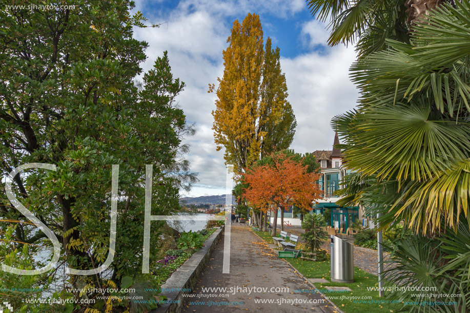 Yellow tree on embankment in Montreux, canton of Vaud, Switzerland