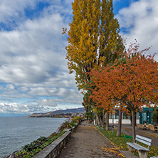 Red tree on embankment in Montreux, canton of Vaud, Switzerland