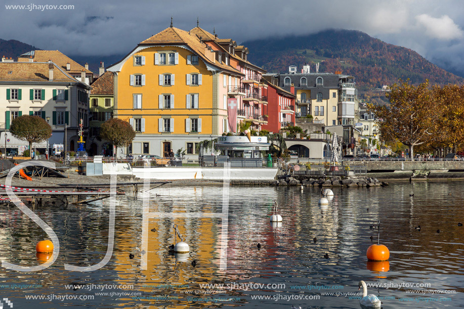 Swans swimming in Lake Geneva, town of Vevey, canton of Vaud, Switzerland