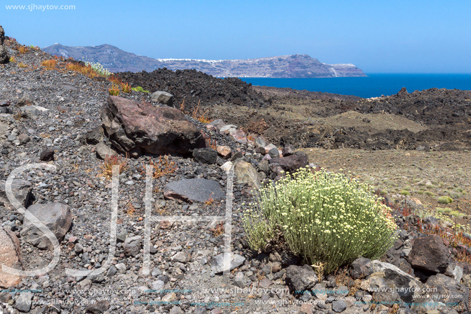 Spring flowers near volcano in Nea Kameni island near Santorini, Cyclades, Greece