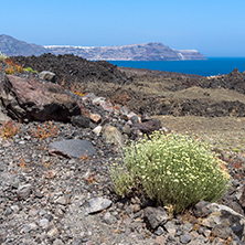 Spring flowers near volcano in Nea Kameni island near Santorini, Cyclades, Greece