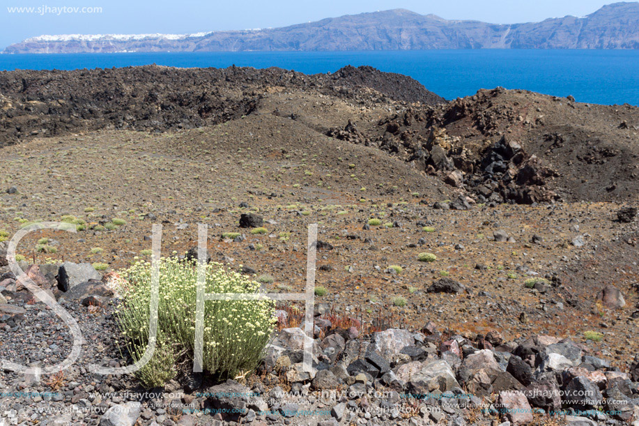 Spring flowers near volcano in Nea Kameni island and panorama to Santorini, Cyclades, Greece