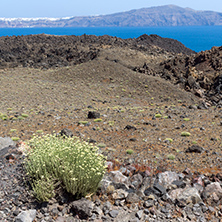 Spring flowers near volcano in Nea Kameni island and panorama to Santorini, Cyclades, Greece