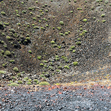 Spring flowers in Chimney of volcano in Nea Kameni island near Santorini, Cyclades, Greece