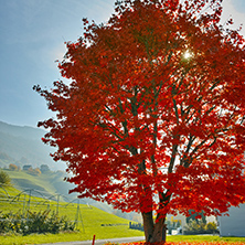 Amazing red Autumn tree near mount Rigi, Alps, Switzerland