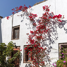 Flowers in Panagia Episkopi Church in Santorini island, Thira, Cyclades, Greece