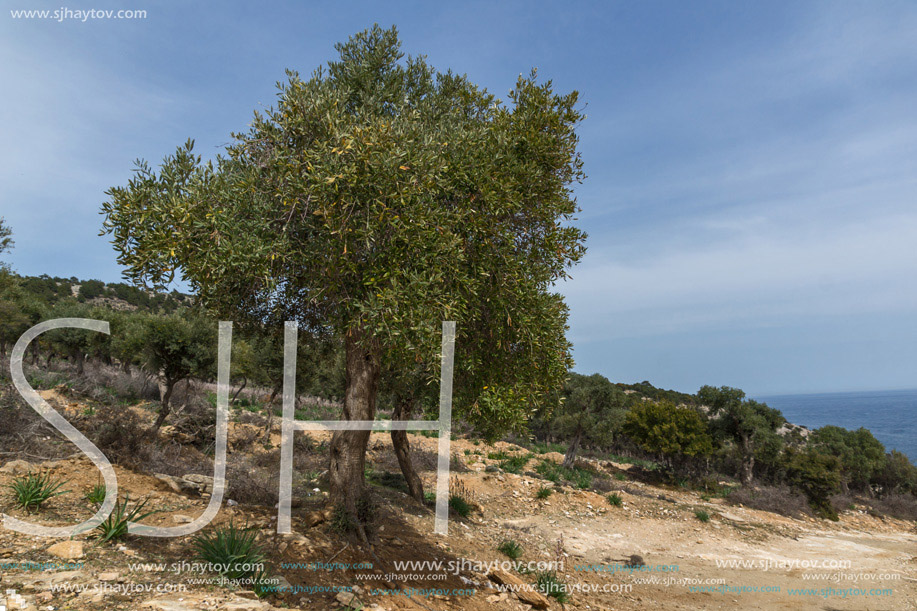 Olive trees near Giola Natural Pool in Thassos island, East Macedonia and Thrace, Greece