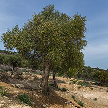 Olive trees near Giola Natural Pool in Thassos island, East Macedonia and Thrace, Greece