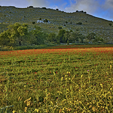 Rural landscape of mountain of Lefkada with meadow with poppies,  Ionian Islands, Greece