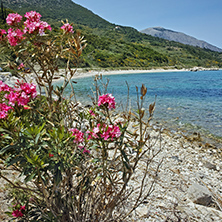 Spring flovers on the small beach, Kefalonia, Ionian Islands, Greece