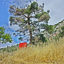 Tree and Yellow grass in Ancient Greek archaeological site of Delphi,Central Greece