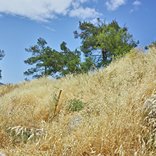 Tree and Yellow grass in Ancient Greek archaeological site of Delphi,Central Greece