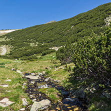 Clean waters of small mountain river in Pirin, Bulgaria