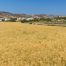 Rural landscape near town of Parikia, Paros island, Cyclades, Greece