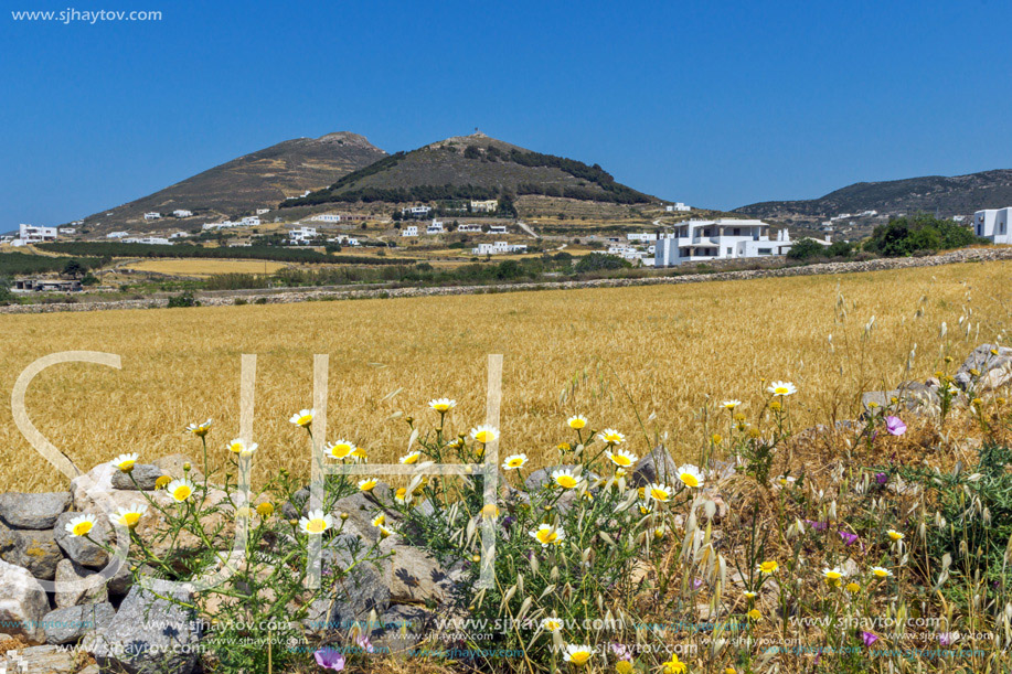 Wheat fields near town of Parikia, Paros island, Cyclades, Greece