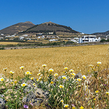 Wheat fields near town of Parikia, Paros island, Cyclades, Greece