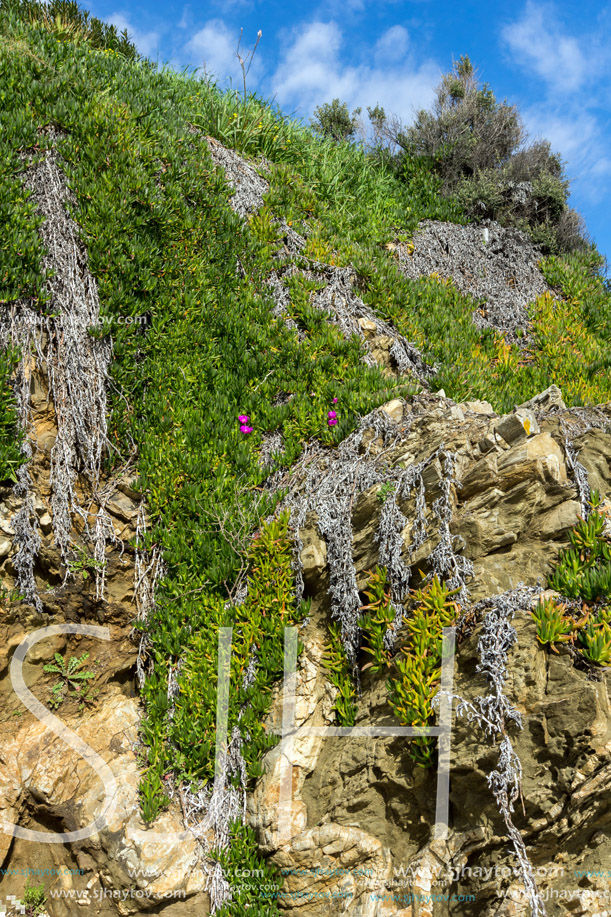 Cactus on Ammouliani island, Athos, Chalkidiki, Central Macedonia, Greece